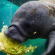 A grey sea cow eats romaine lettuce in a Florida rehabilitation center.